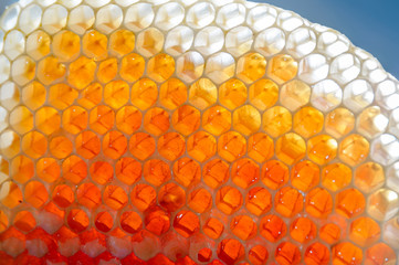 Fresh honey in honeycombs