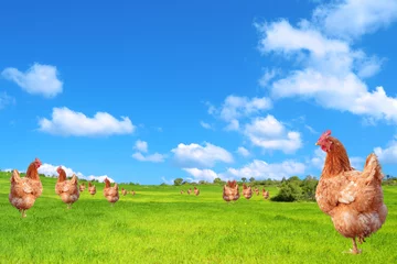 Türaufkleber Hähnchen Hühner auf dem Feld
