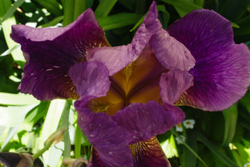 Deep purple iris in the shade