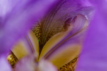 Fototapeta na wymiar Macro details of inner lavender iris flower