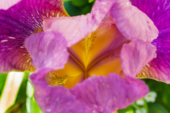 Purple iris in direct sunlight