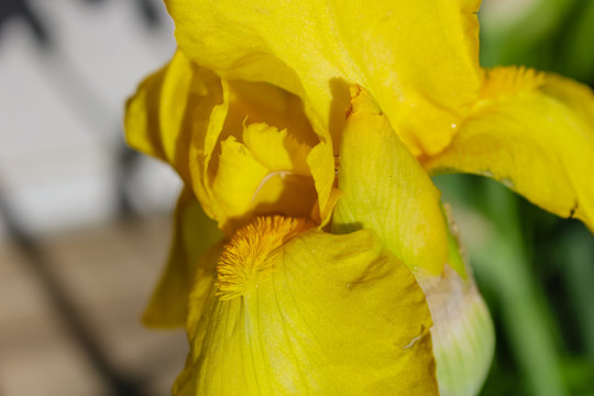 Bright yellow beaded iris with iridescent petals