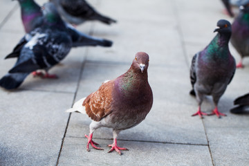 Close-up Photo of pigeons on the asphalt. Birds series 