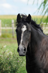 Obraz na płótnie Canvas Bay or black horse, close up head shot