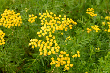 Fototapeta premium Tansy flower closeup.