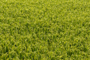 Obraz premium Green rice field background.