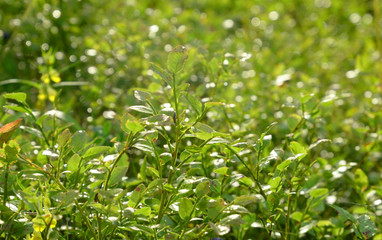 Leaves of blueberry covered with dew.