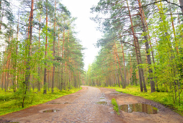 Old cobblestone road in pine forest at summer.