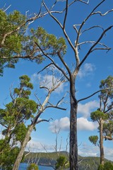 Trees against blus sky