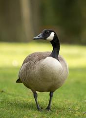 Canada Goose