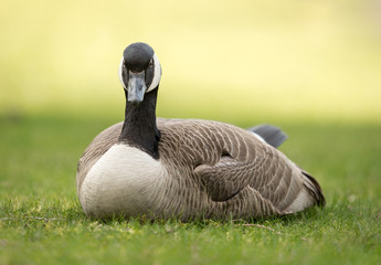 Canada Goose