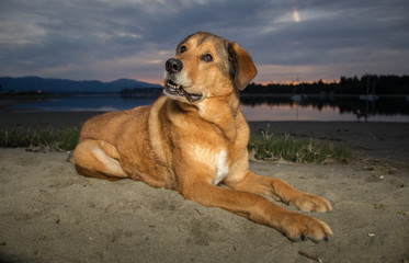 Large Dog on beach