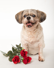 Shih Tzu with roses