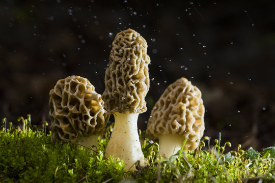 "Sponge Mushroom" Images – Browse 928 Stock Photos, Vectors, and Video