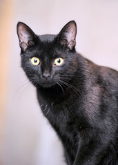 Obraz premium Black cat