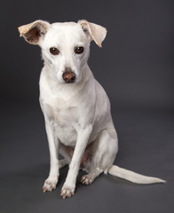 White Dog Sitting Down