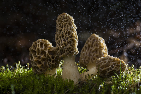 Magic Morels mushroom in rain