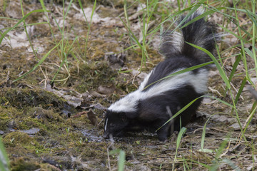 Striped skunk (Mephitis mephitis)  in spring