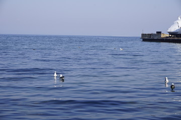 Чайки в Амурском заливе. Владивосток. Россия.