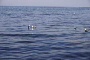 Чайки в Амурском заливе. Владивосток. Россия.