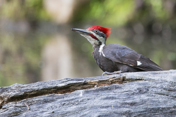 Male Pileated woodpecker in spring