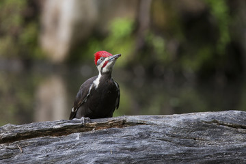 Male Pileated woodpecker in spring
