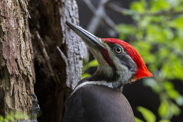 Male Pileated woodpecker in spring