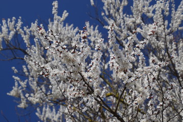 Spring flowering trees. Pollination of flowers of apricot. Blooming wild apricot in the garden