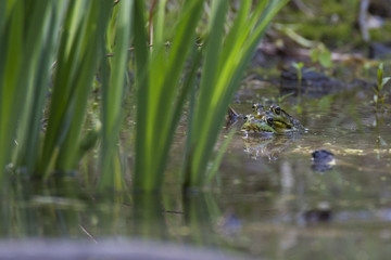 Common Marsh frog