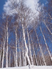 田沢湖高原の冬の白樺