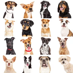 Glasschilderij Hond Multiple Crossbreed Dog Closeups