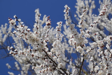 Spring flowering trees. Pollination of flowers of apricot. Blooming wild apricot in the garden