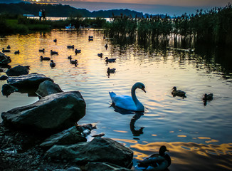couple walks near swan and ducks