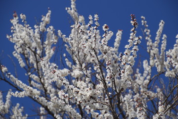 Spring flowering trees. Pollination of flowers of apricot. Blooming wild apricot in the garden