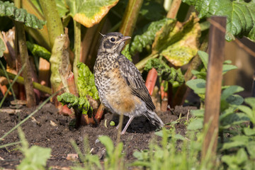 American Robin