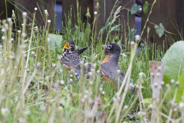 Mother American Robin Feeding Baby