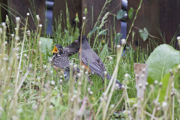Mother American Robin Feeding Baby
