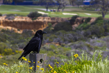 Raven blackbird sitting on a post with golf course behind
