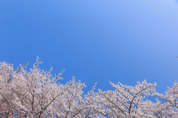 青空と満開の桜