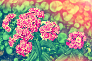 Bright and colorful carnation flowers