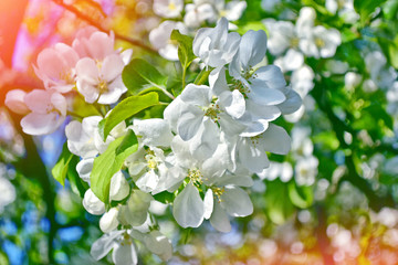 Bright colorful spring flowers