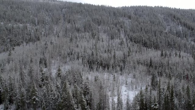 Aerial view above snow covered forest flying backwards
