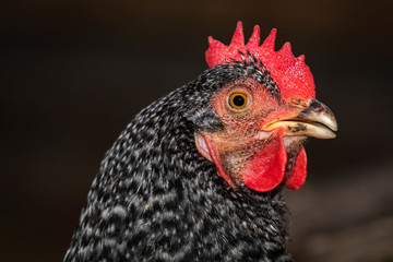 Spotted Chicken Head