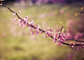 Redbud Tree Branch