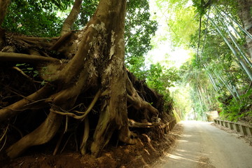 巨木　根っこ