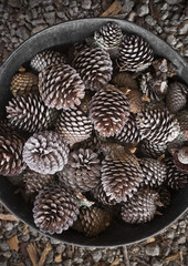 Pinecones