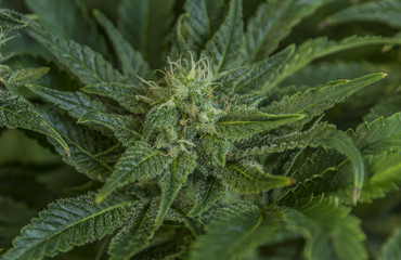 Aged dark green bloom of Serious Happiness