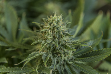 Aged dark green bloom of Serious Happiness