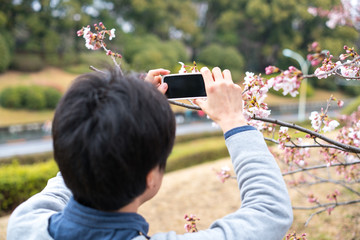 Obraz premium 桜の写真をスマホで撮る男性