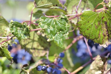 Auto-cueillette de raisin comestible à l'automne